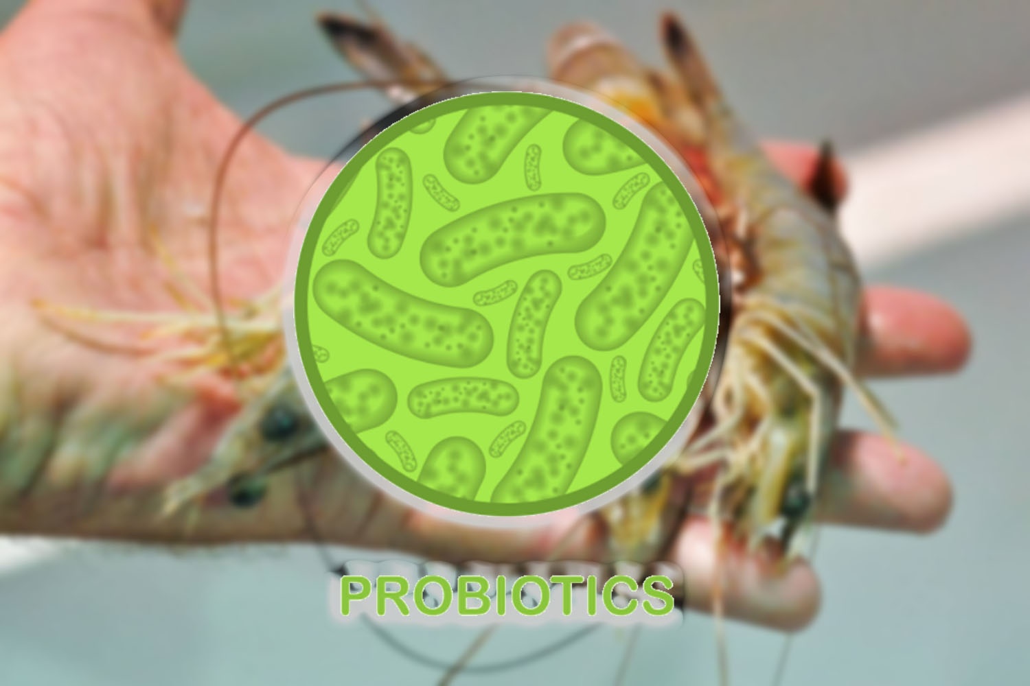 Lactobacillus – giải pháp probiotic giúp cải thiện môi trường và sức khỏe tôm nuôi