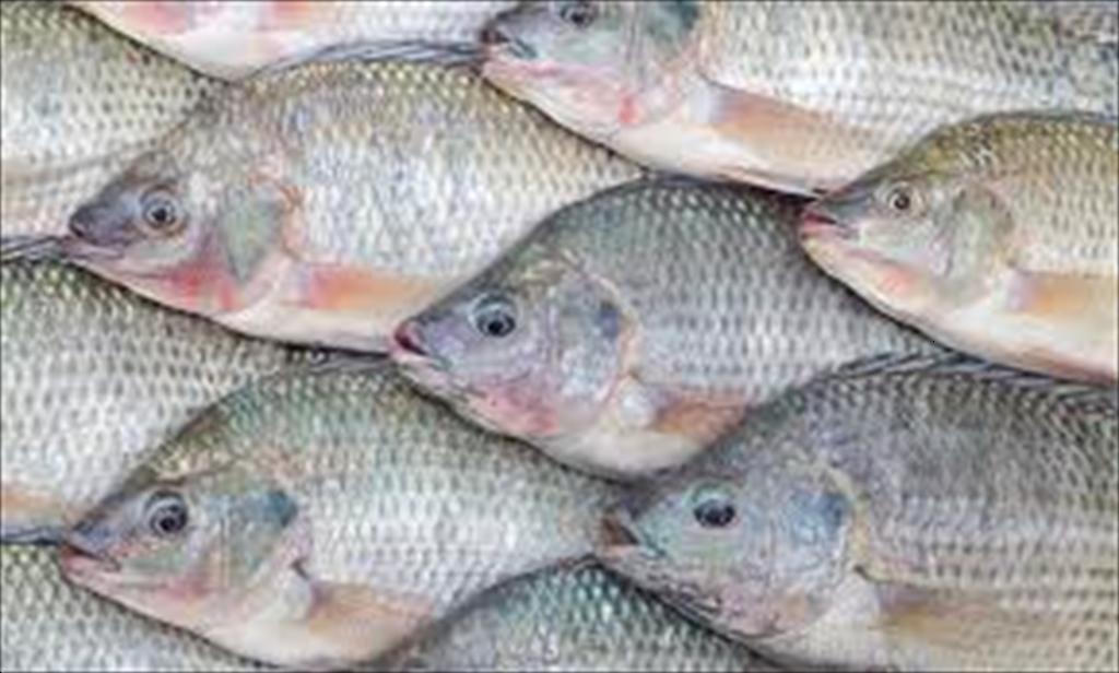 Vietnam’s tilapia exports accelerate, requiring a long-term strategy