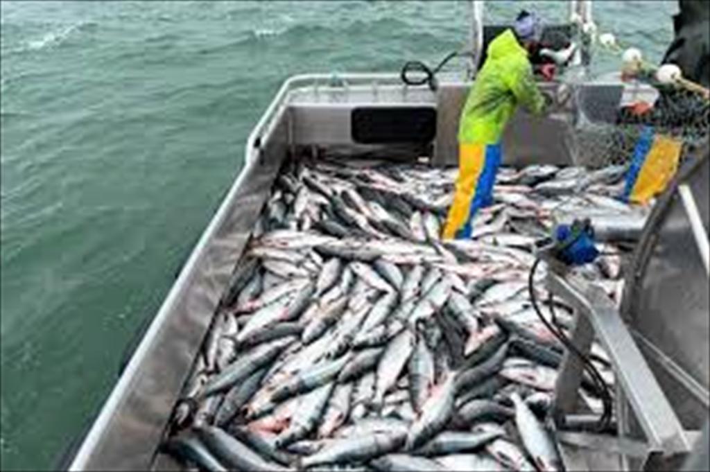 Ngành cá hồi Alaska lo ngại quy định truy xuất nguồn gốc mới của EU