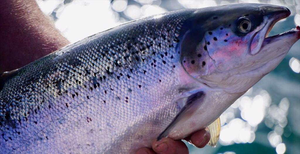 Ngư trường cá hồi hồng tại Canada đạt chứng nhận MSC đầu tiên ở British Columbia