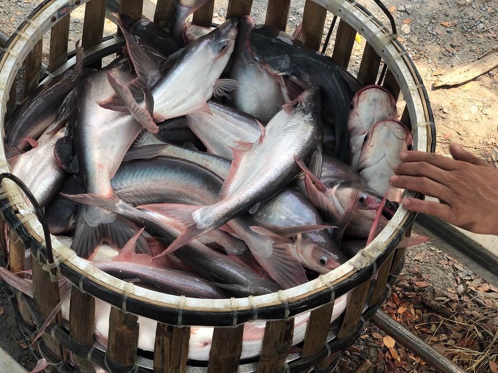 Đề xuất nuôi cá tra thích ứng mặn tại Cần Thơ