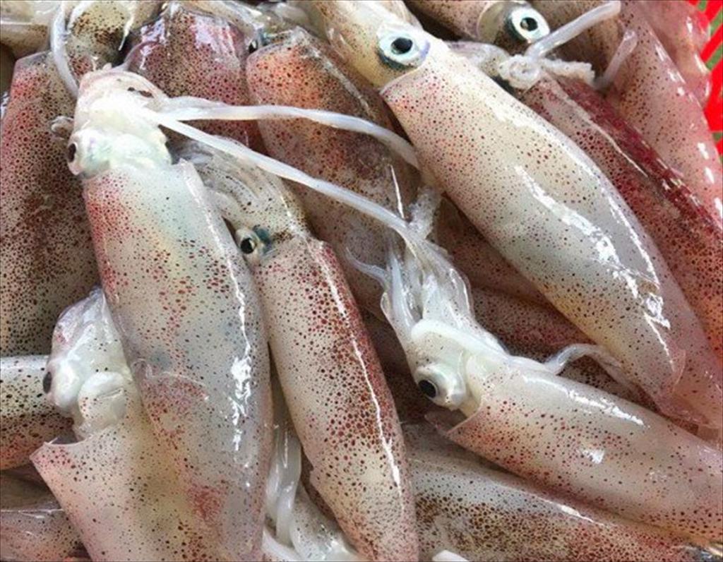 Giá mực ống biển sâu phục hồi sau giai đoạn giảm