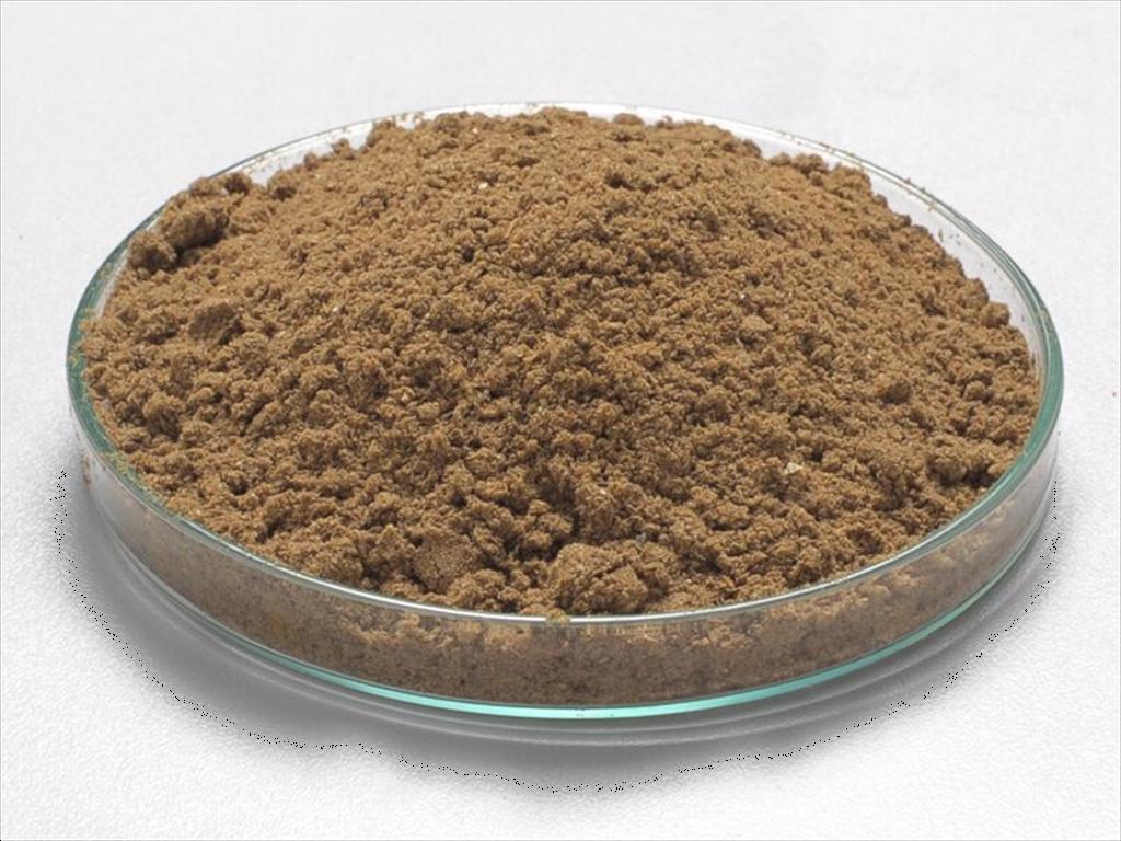 Protein côn trùng khả thi trong nuôi cá biển, nhưng còn thách thức về chất lượng