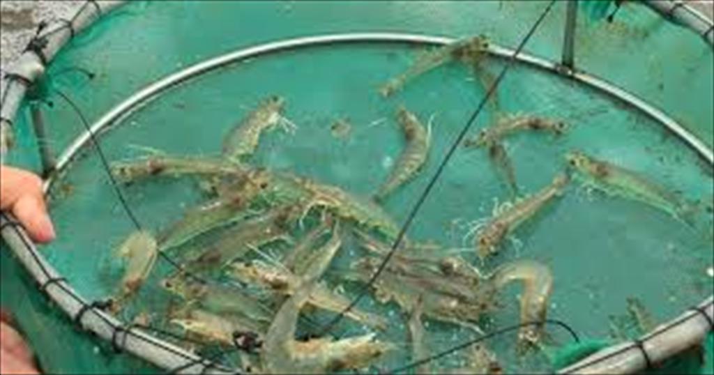 Quang Ngai rising shrimp farming costs squeeze farmers’ profits 