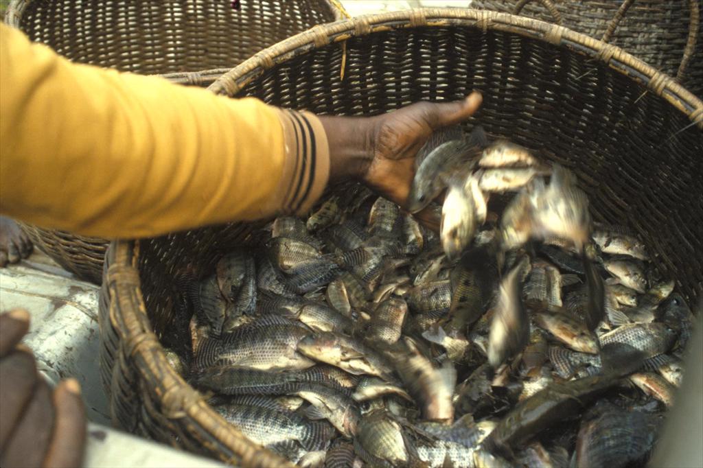 Brazil and the U.S. continue to drive growth of Vietnam’s tilapia exports in March 2026