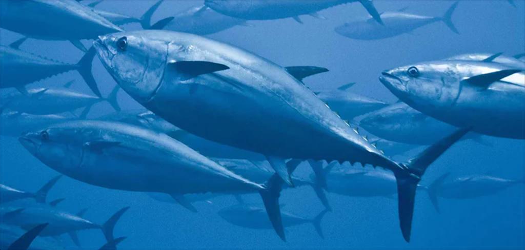 Vietnam’s tuna exports in early 2026 bright spots amid mounting pressures