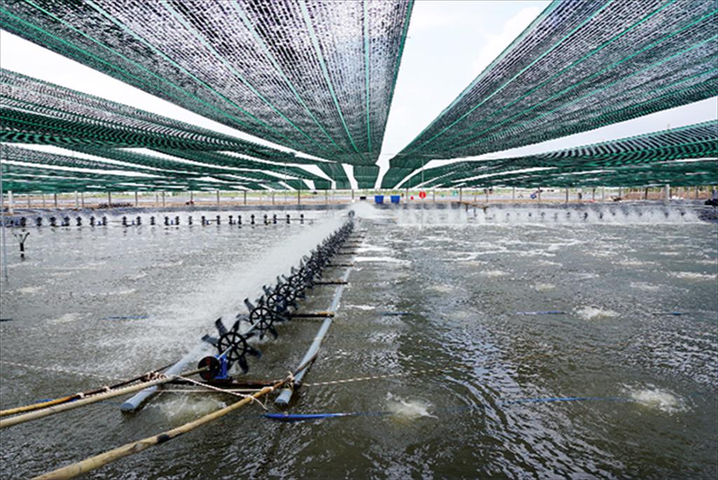 Vinh Tuy (Kien Giang) Bottom aeration system improves shrimp farming efficiency