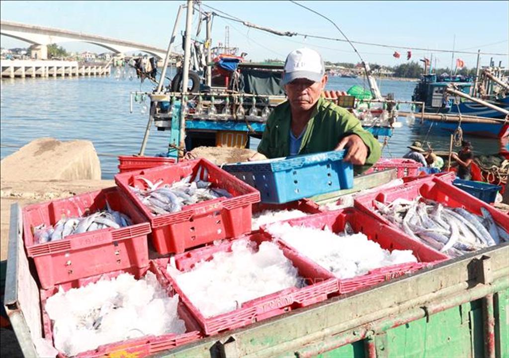 Fisheries in Quang Tri show positive results