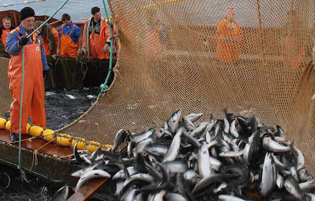 Sản lượng khai thác thủy sản của Nga tiếp tục tăng mạnh