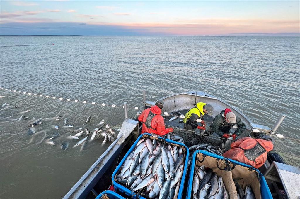 Hải sản Alaska nhận hỗ trợ 10,7 triệu USD để mở rộng thị trường toàn cầu