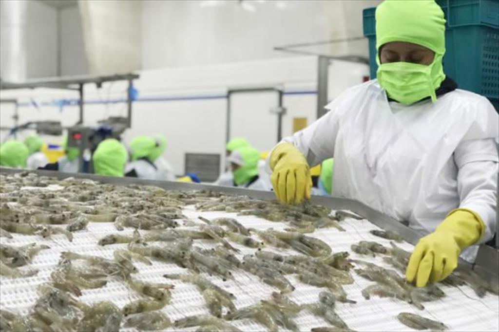 Ecuador SSP đưa tiêu chí “mức lương đủ sống” vào bộ tiêu chuẩn thành viên