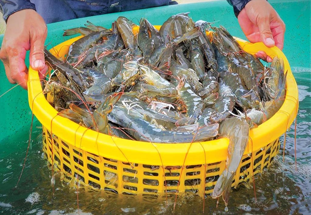Xu hướng mới trong dinh dưỡng giai đoạn đầu đời của tôm nuôi