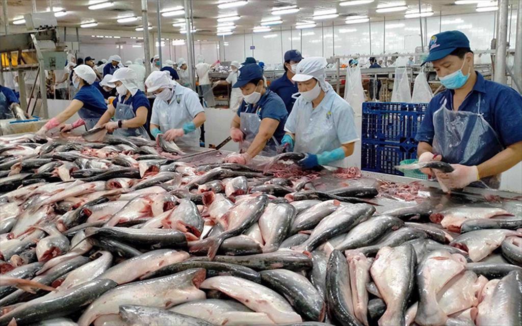 Giảm thất thoát – chìa khóa nâng sức cạnh tranh cho cá tra Việt