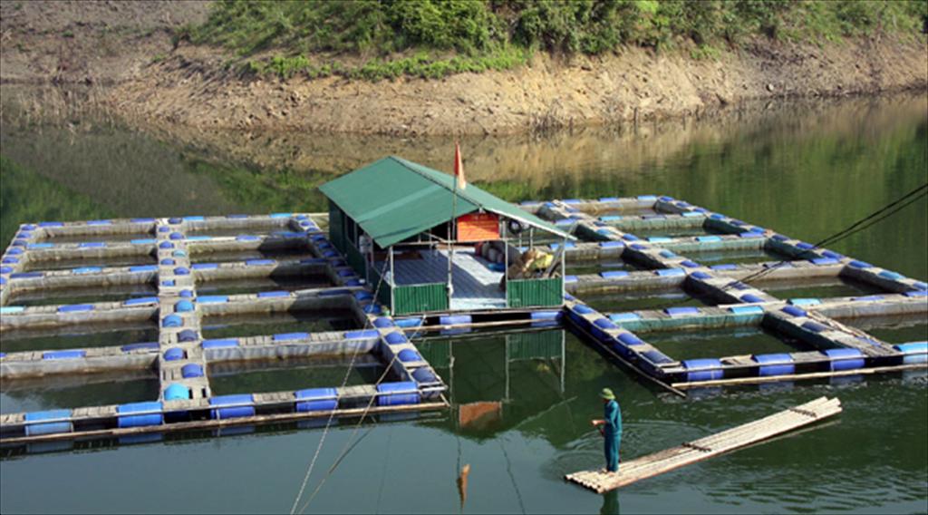 Tường Hạ (Hòa Bình) phát triển mạnh nghề nuôi cá lồng ven sông