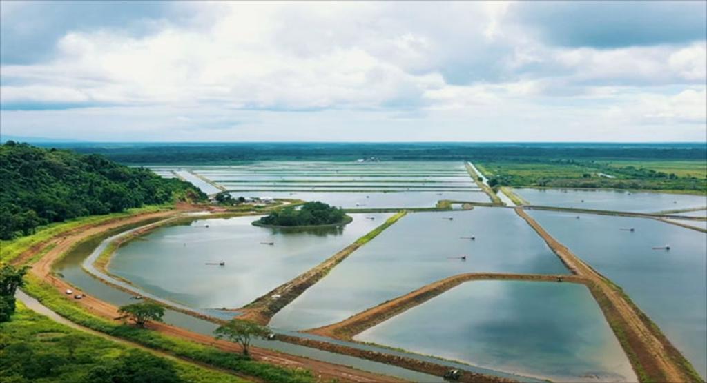 Ecuador đối mặt khủng hoảng thủy sản vì giá nhiên liệu tăng vọt