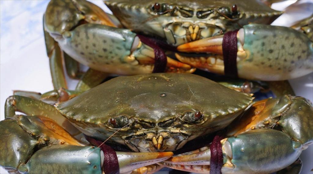 Vietnam’s crab exports in Q12026 Strong growth, but caution remains necessary