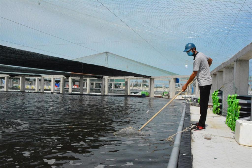 Nuôi tôm chuyển hướng sang phòng bệnh chủ động và quản lý hệ thống