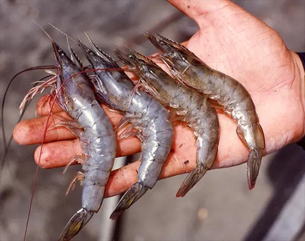 Doanh nghiệp Ecuador đẩy mạnh xuất khẩu tôm chân trắng sang thị trường toàn cầu