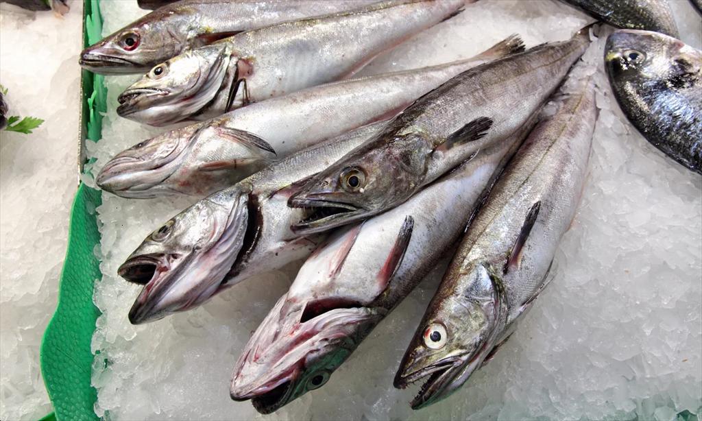 Giá cá hake Thái Bình Dương lập kỷ lục