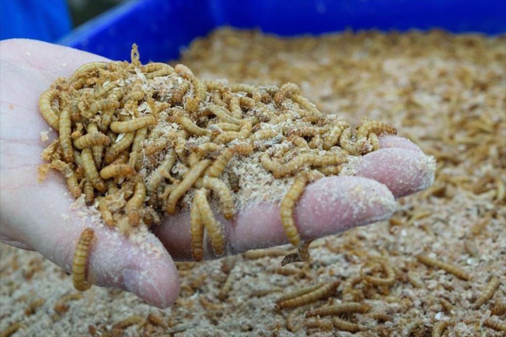 Nghiên cứu mới đánh giá tiềm năng bột côn trùng cho nuôi trồng thủy sản