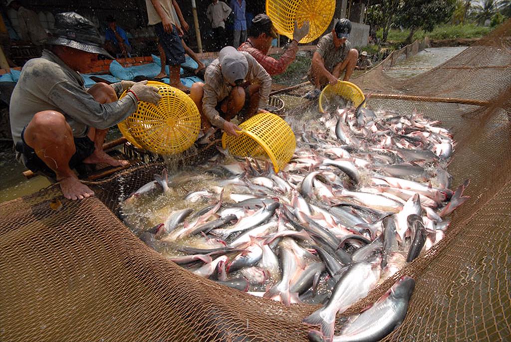 Pangasius exports in April 2026 rise 18%, U.S. market shows signs of recovery