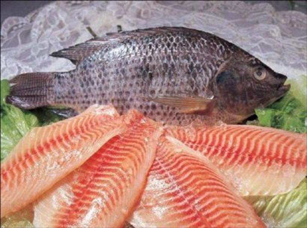 Tilapia exports in April 2026 surge, Brazil accounts for more than half of total turnover