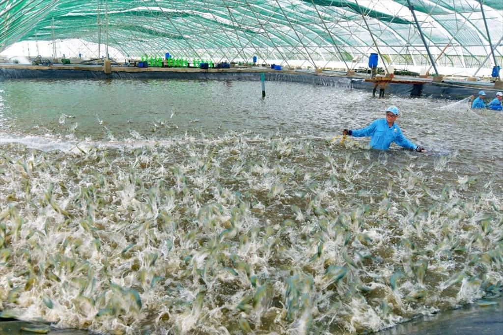 Shrimp farming shifts toward proactive disease prevention and system management