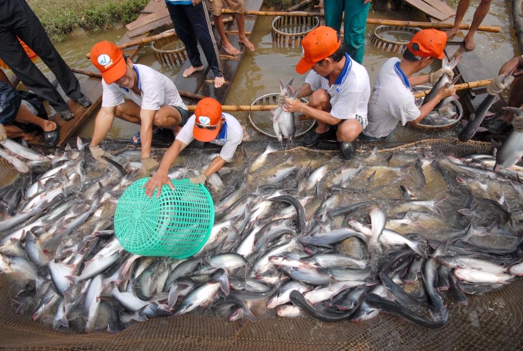 Pangasius “goes offshore” technology and market challenges
