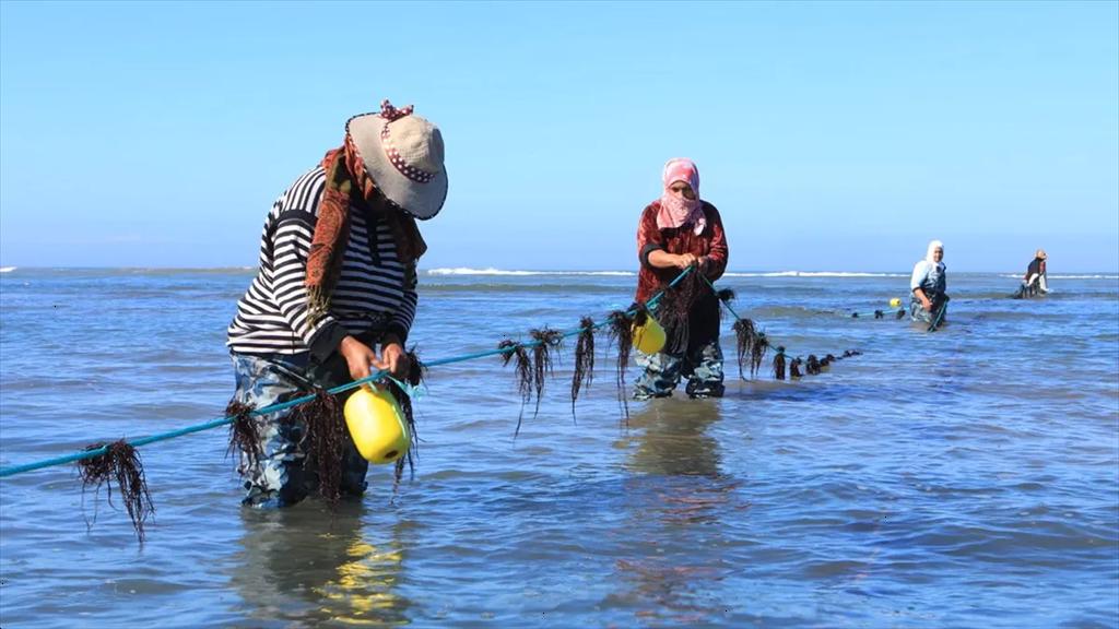 Dakhla-Oued Eddahab trở thành trung tâm nuôi biển lớn nhất Morocco