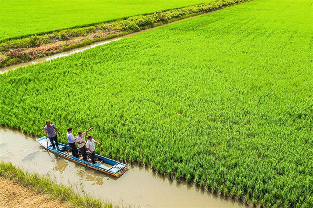 Cà Mau thí điểm công nghệ Biofloc trong mô hình lúa – tôm