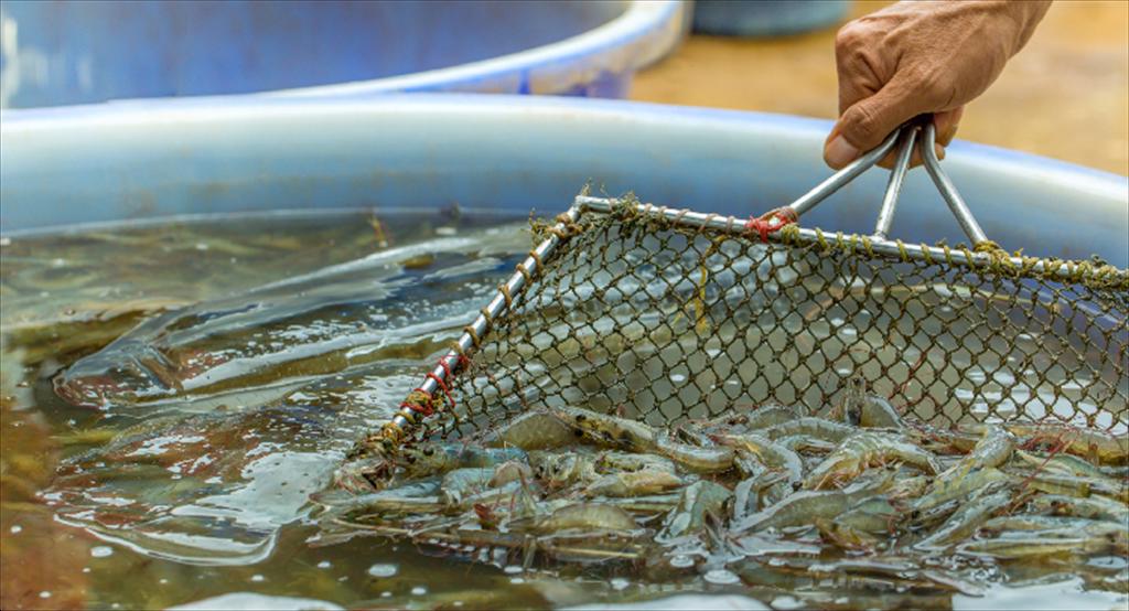 Xuất khẩu tôm Ấn Độ chững lại trong quý I2026 do thị trường Mỹ suy yếu