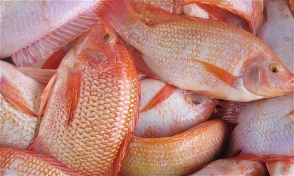 Hà Tĩnh mở rộng nuôi cá diêu hồng theo hướng công nghệ cao