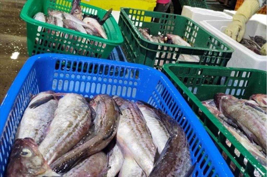 Nga tăng mạnh doanh thu xuất khẩu cá thịt trắng sang Trung Quốc