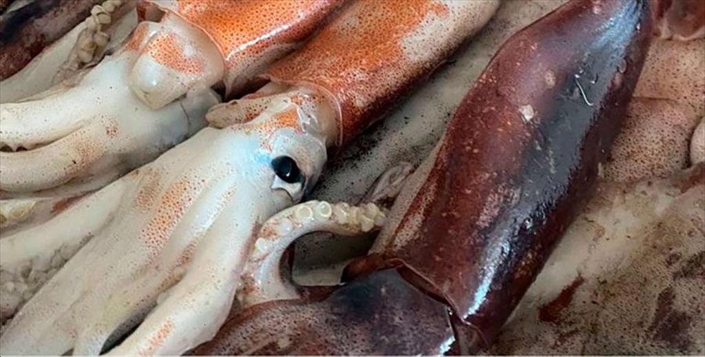 Các nước Nam Mỹ lo ngại về quản lý nghề khai thác mực khổng lồ Nam Thái Bình Dương