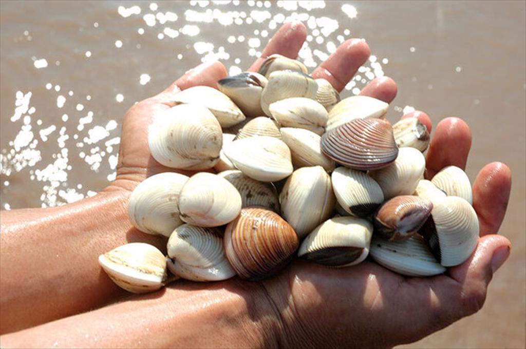 Vietnamese clams face the challenge of maintaining their position in major markets