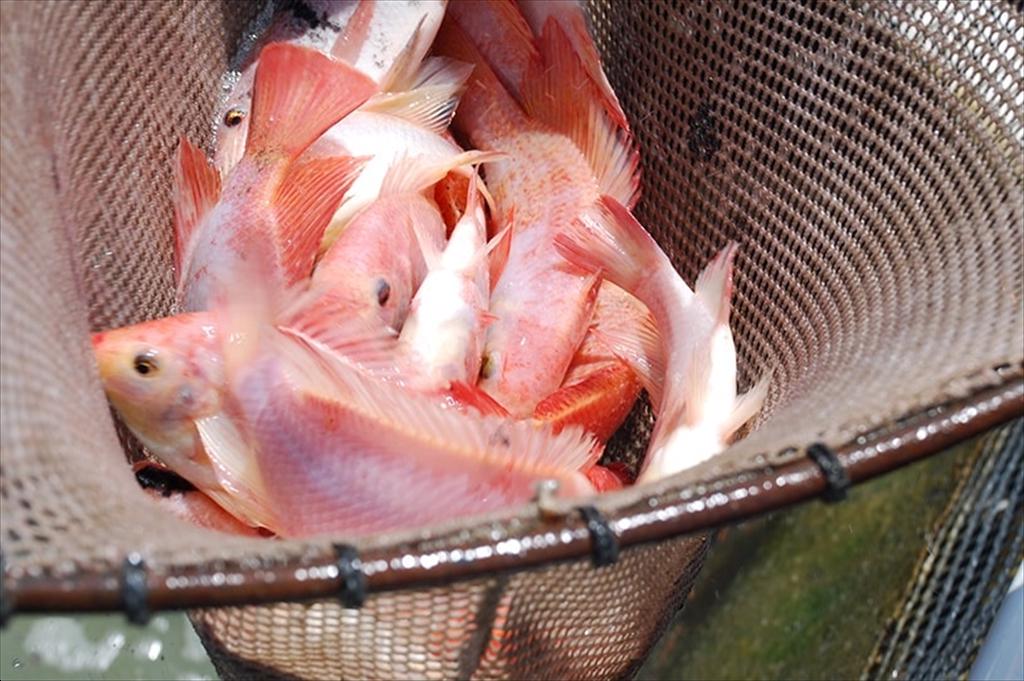 Ha Tinh expands high-tech red tilapia farming