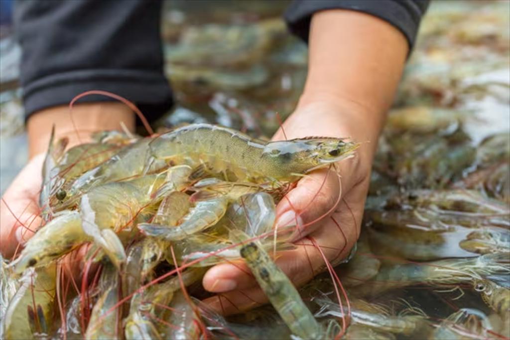 Ca Mau pilots Biofloc technology in rice–shrimp farming models