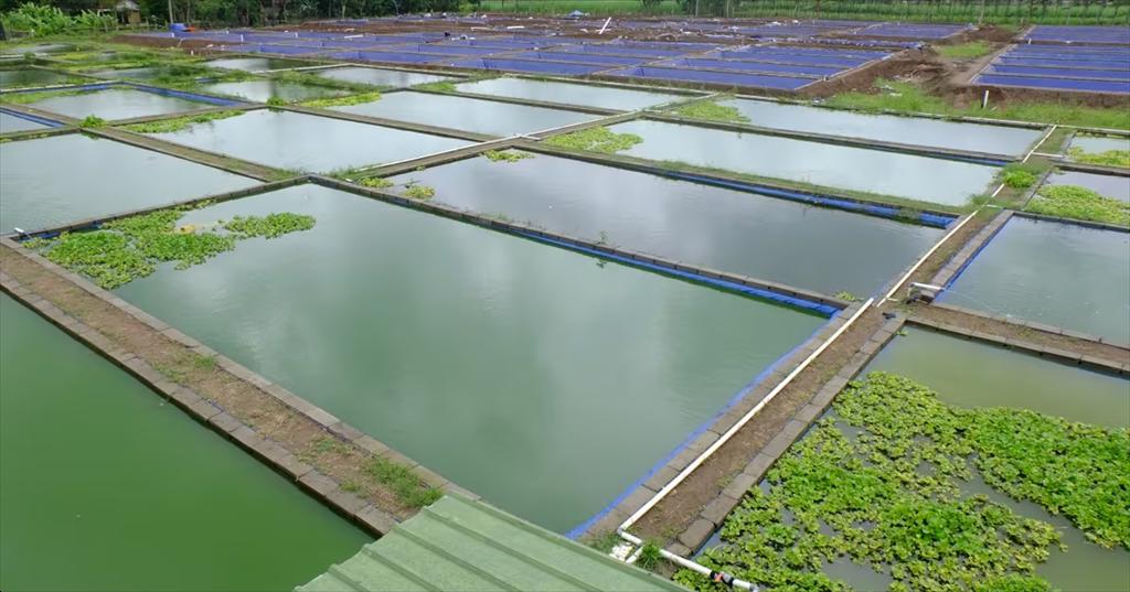Ninh Binh expands high-tech aquaculture
