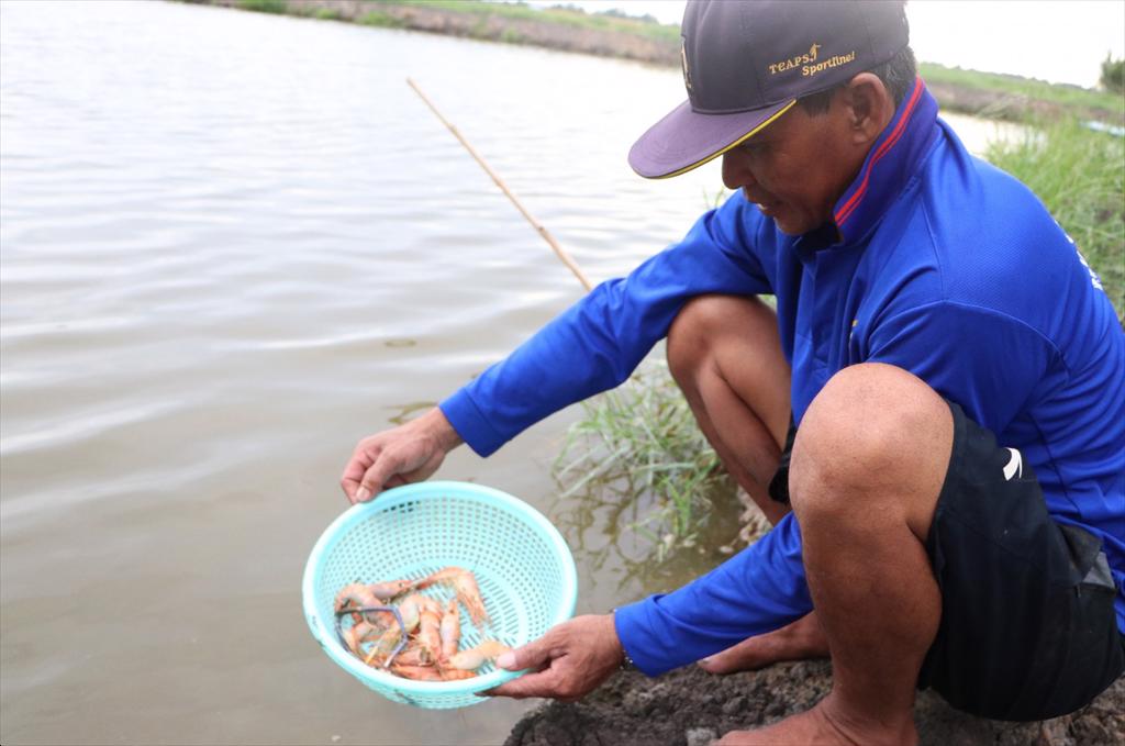 Cảnh báo nguy cơ tôm nuôi thiệt hại do thời tiết nắng nóng