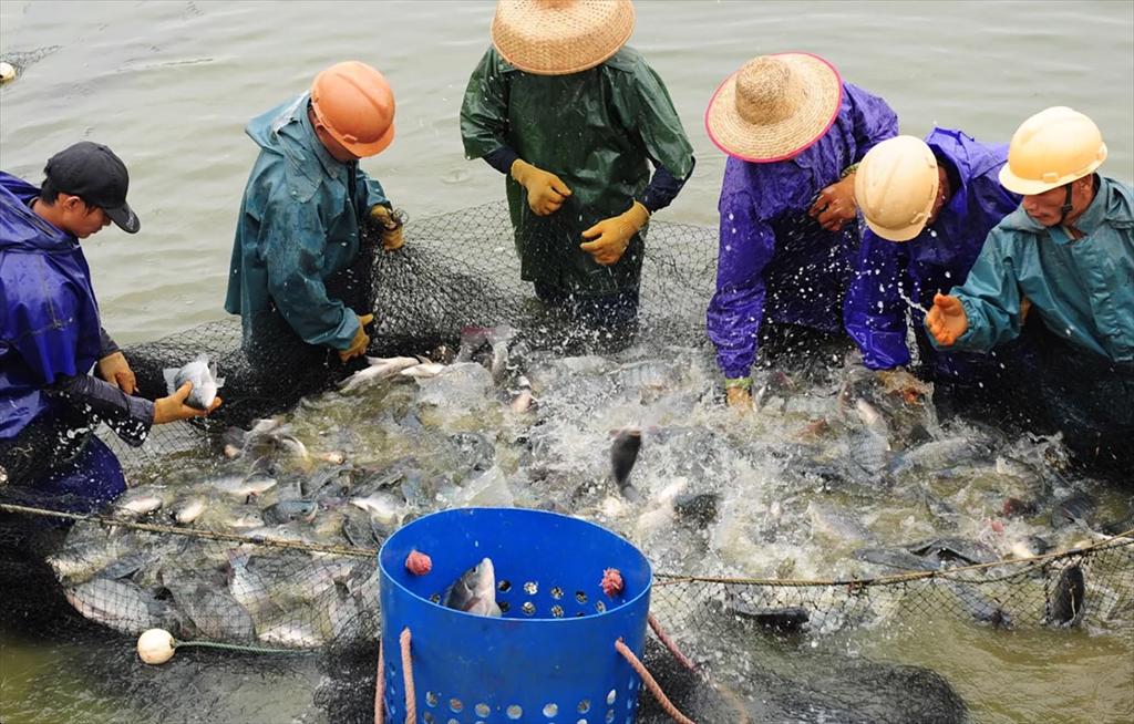 Giá cá rô phi Trung Quốc tại Mỹ tiếp tục giảm vì tồn kho cao