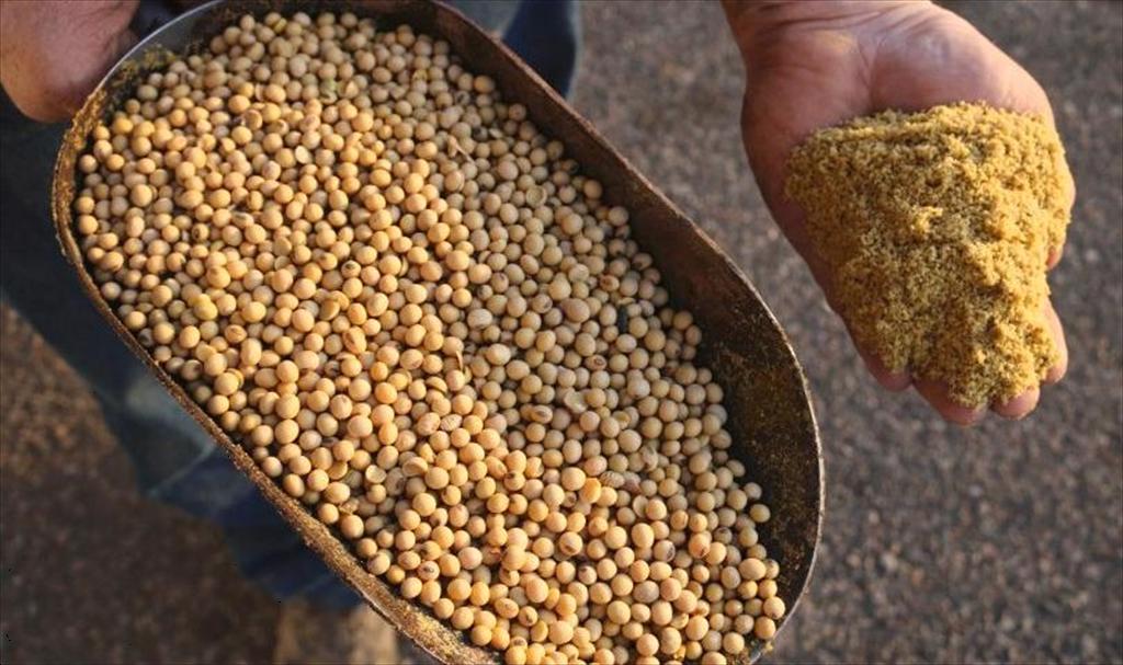 Nhật Bản tiếp tục mở rộng phê duyệt nguyên liệu biến đổi gen cho ngành chăn nuôi