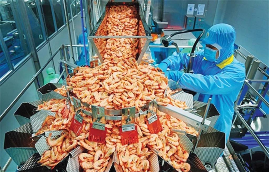 Trung Quốc tăng mua tôm mạnh, nhưng “cửa vào” ngày càng chặt hơn 