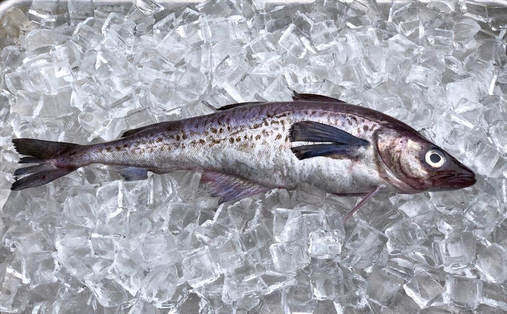 Nguồn cung thắt chặt, giá cá minh thái Alaska mùa B dự báo tăng mạnh