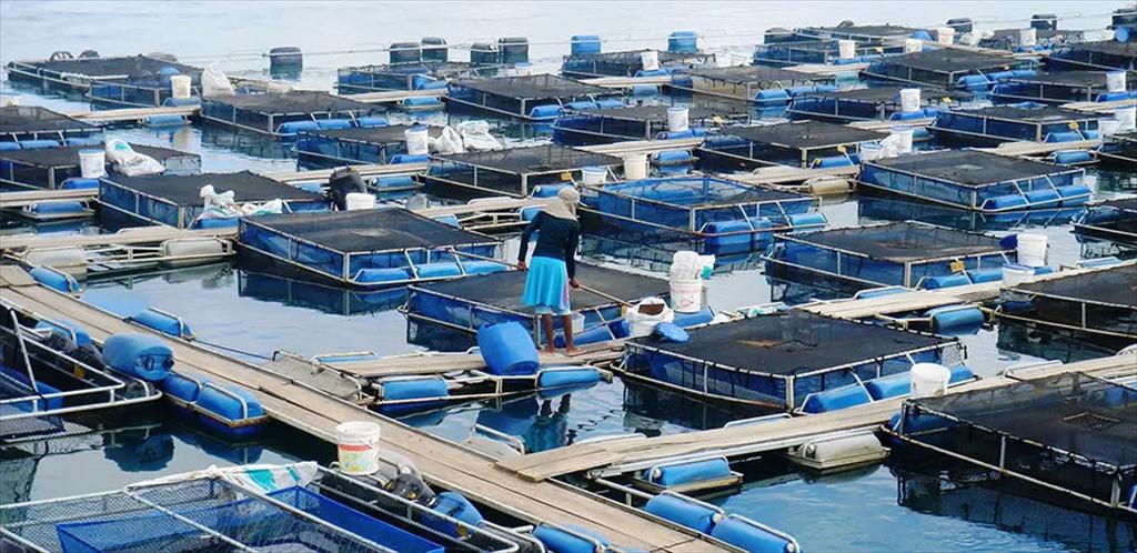 Nuôi cá rô phi bằng năng lượng mặt trời – xu hướng mới tại Brazil