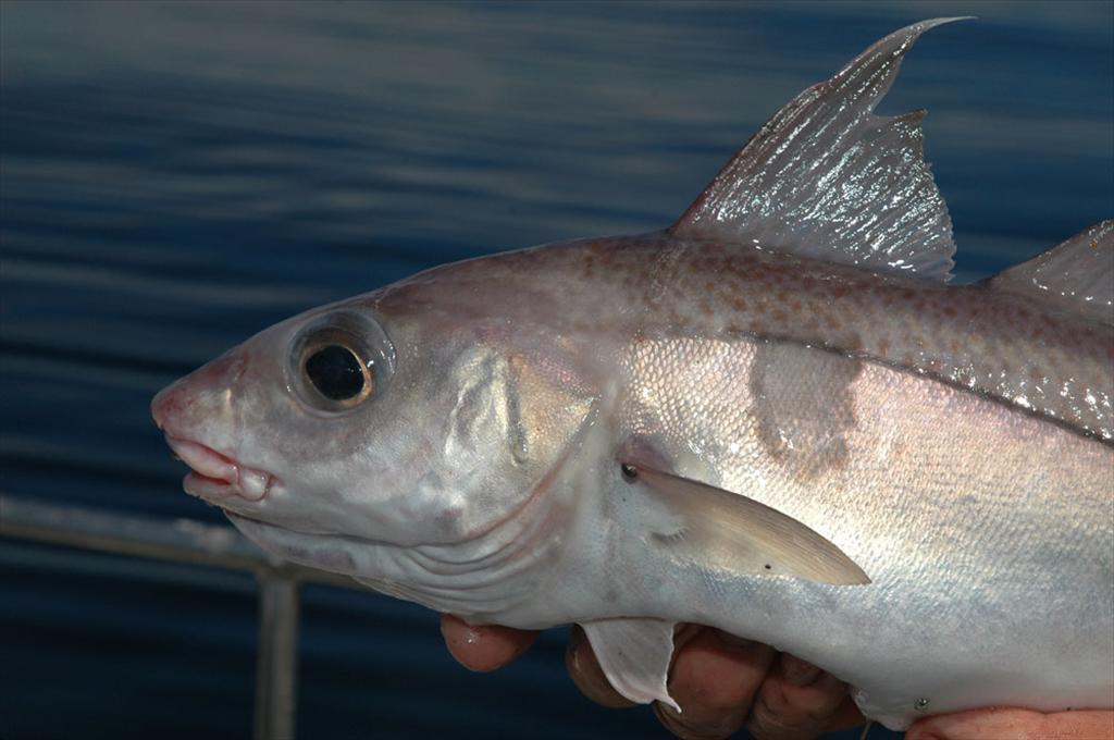 Giá cá tuyết và cá haddock Scotland giảm đồng loạt