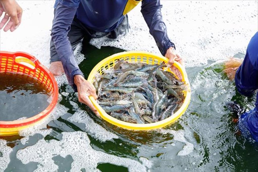Hà Tĩnh Chất lượng nước vùng nuôi tôm cơ bản ổn định, cảnh báo nguy cơ từ nắng nóng kéo dài