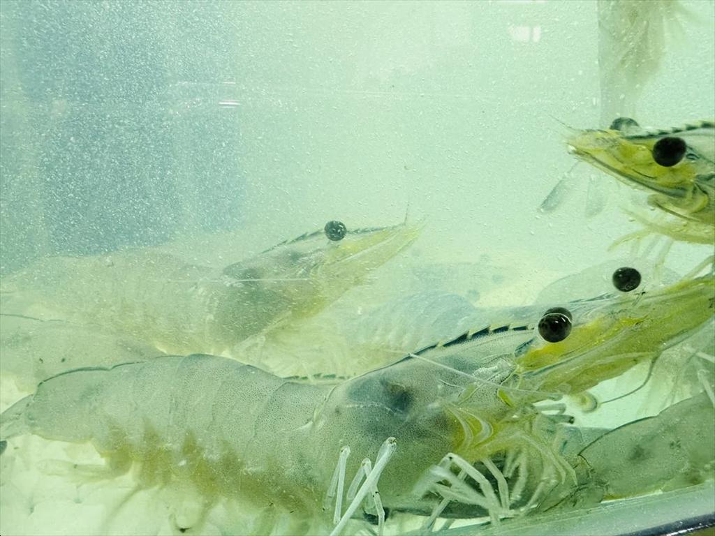 Vietnam Food develops a green value chain from shrimp by-products