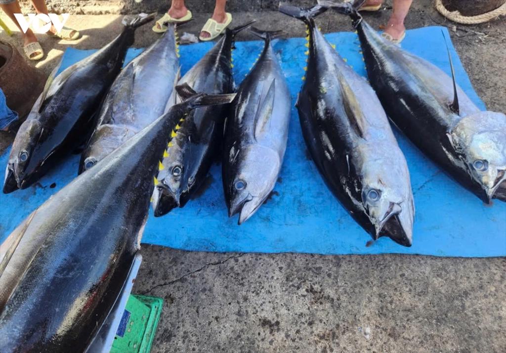 Egypt emerges as a bright spot for Vietnamese tuna exports