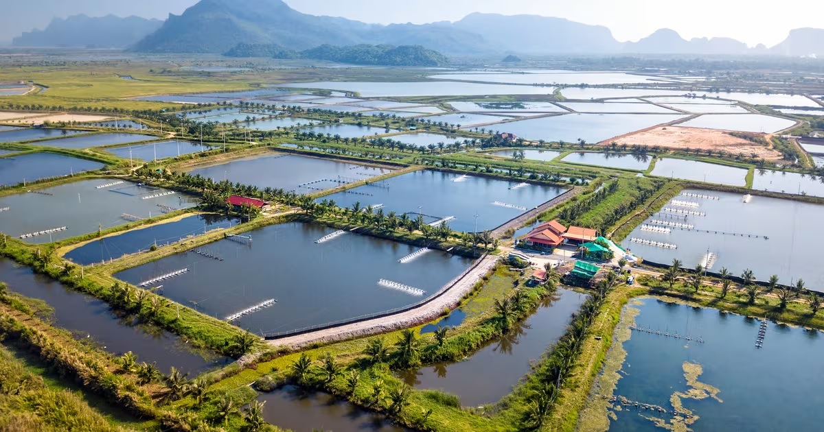 Thái Lan phản ứng sau lệnh cấm nhập khẩu tôm của Malaysia 