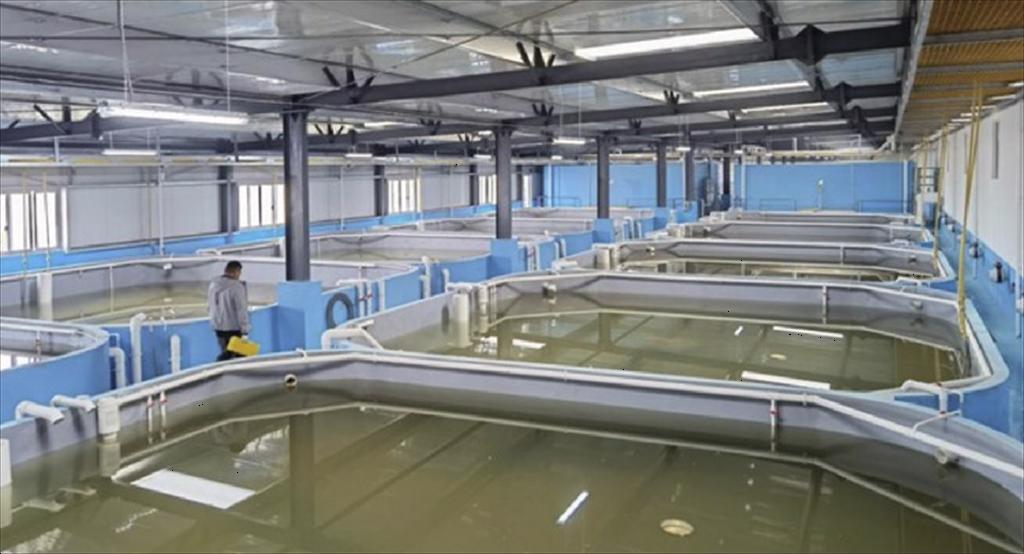 Algeria tăng mạnh nhập công nghệ nuôi cá RAS từ Trung Quốc